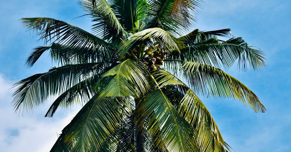 Close-up of a tropical coconut palm tree with coconuts set against a clear blue sky.